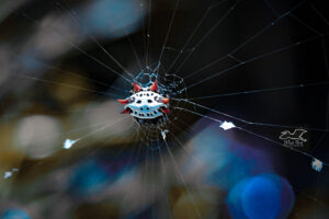 A spiny orb weaver hangs out in the center of its web.