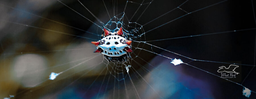 A spiny orb weaver hangs out in the center of its web.