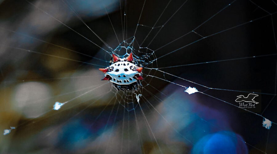 A spiny orb weaver hangs out in the center of its web.