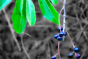 A cluster of early wild black cherries hangs from the tree branch getting closer to the ground as the fruit grows.