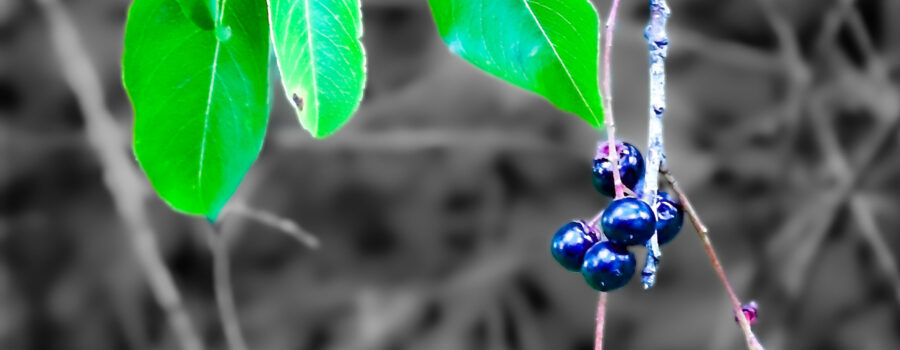 A cluster of early wild black cherries hangs from the tree branch getting closer to the ground as the fruit grows.