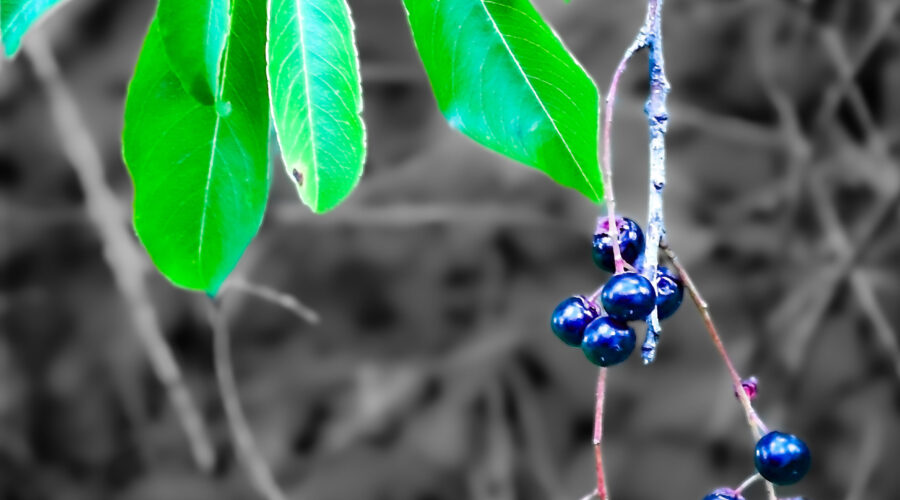 A cluster of early wild black cherries hangs from the tree branch getting closer to the ground as the fruit grows.