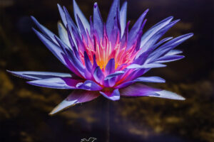 An Egyptian lotus flower looks as though it is glowing on the inside in the later afternoon sun.