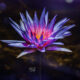 The Egyptian Lotus is a Stunningly Beautiful Flower