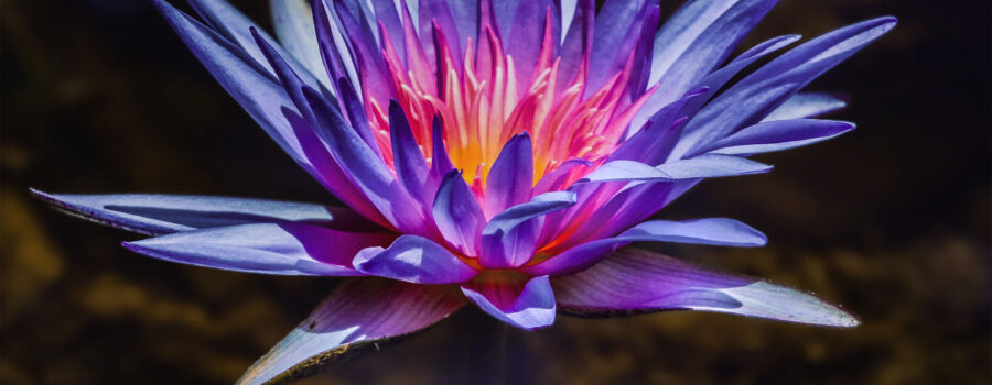 An Egyptian lotus flower looks as though it is glowing on the inside in the later afternoon sun.