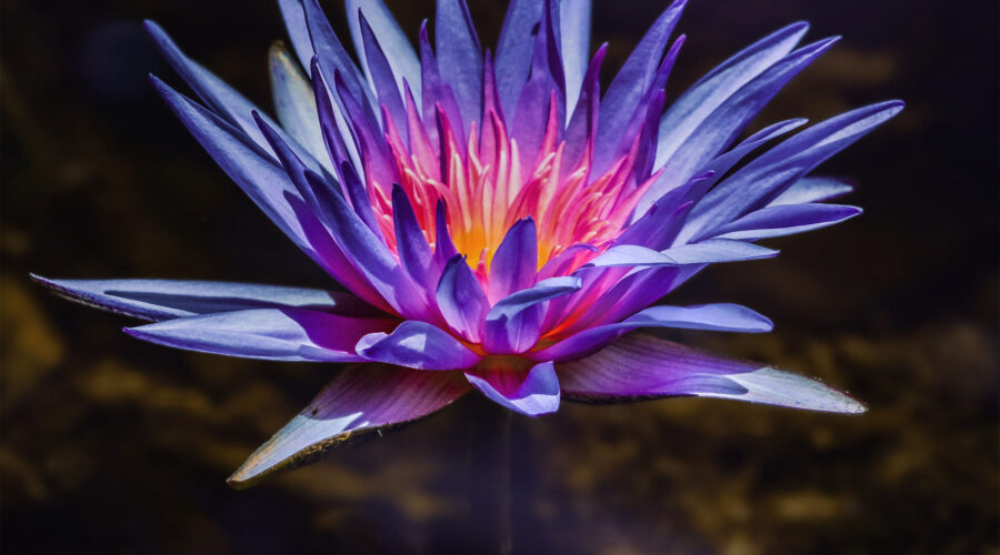 An Egyptian lotus flower looks as though it is glowing on the inside in the later afternoon sun.