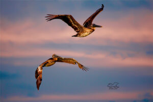 A pair of immature American brown pelicans fly across a sunset sky on their way to roost.