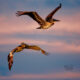 Cedar Key is a Great Place to See Brown Pelicans