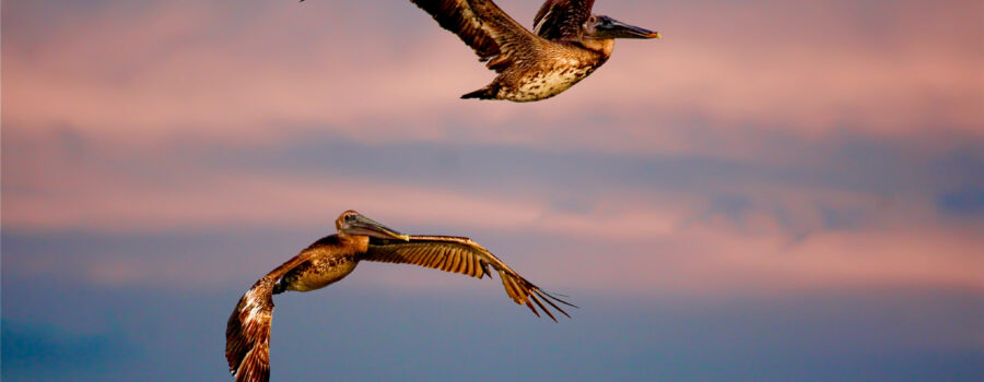 A pair of immature American brown pelicans fly across a sunset sky on their way to roost.