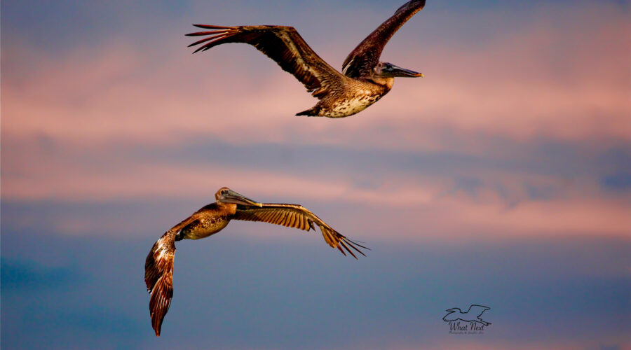 A pair of immature American brown pelicans fly across a sunset sky on their way to roost.