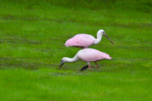 A pair of roseate spoonbills feed in a shallow pond.