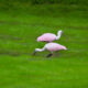 Wading Birds Feeding is Always Great Fun to Watch