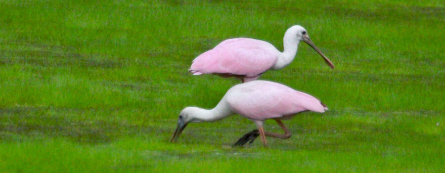 A pair of roseate spoonbills feed in a shallow pond.