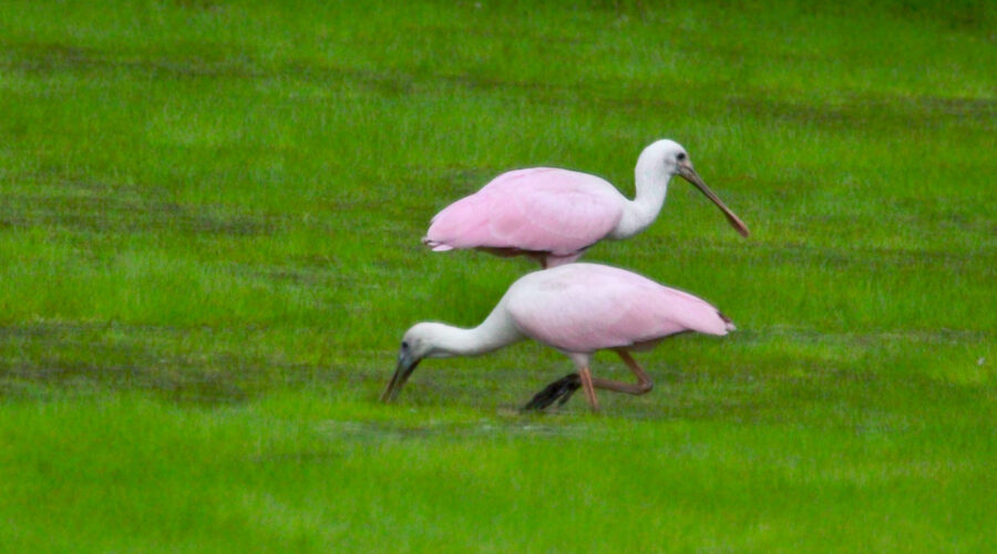 A pair of roseate spoonbills feed in a shallow pond.