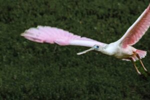 A roseate spoonbill flies over another spoonbill and a white egret on a quiet afternoon in the swamp.