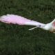 Roseate Spoonbills are Beautiful in Flight or in the Water