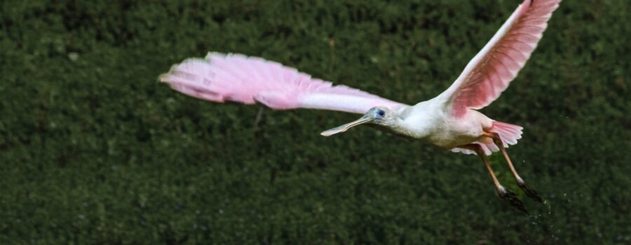 A roseate spoonbill flies over another spoonbill and a white egret on a quiet afternoon in the swamp.