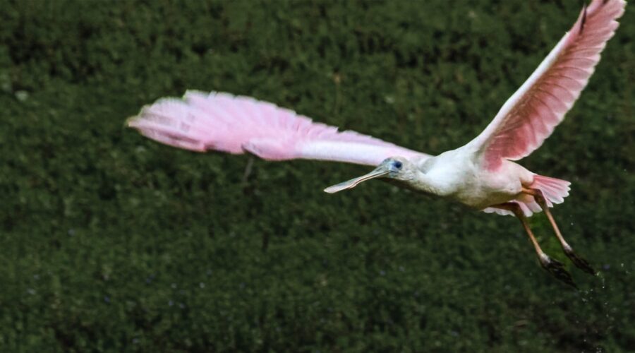 A roseate spoonbill flies over another spoonbill and a white egret on a quiet afternoon in the swamp.