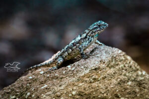 A little fence lizard suns itself on a small rock.
