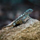 Fence Lizards are Adorable and Beautiful, Too