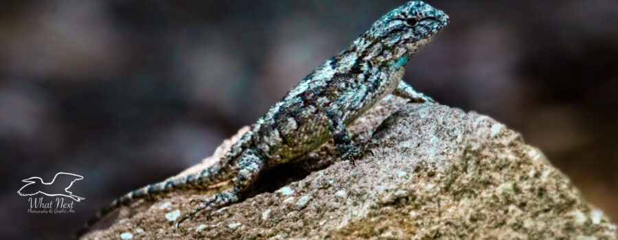 A little fence lizard suns itself on a small rock.