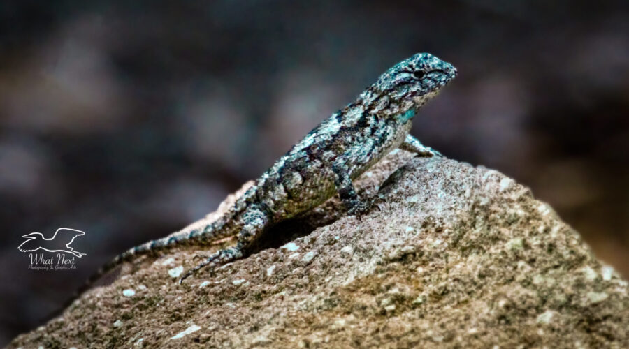 A little fence lizard suns itself on a small rock.