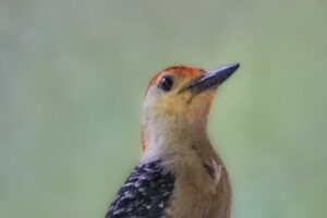 A male red bellied woodpecker poses regally to have his photo taken.
