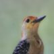 Red Bellied Woodpeckers are Beautiful and Fun Birds