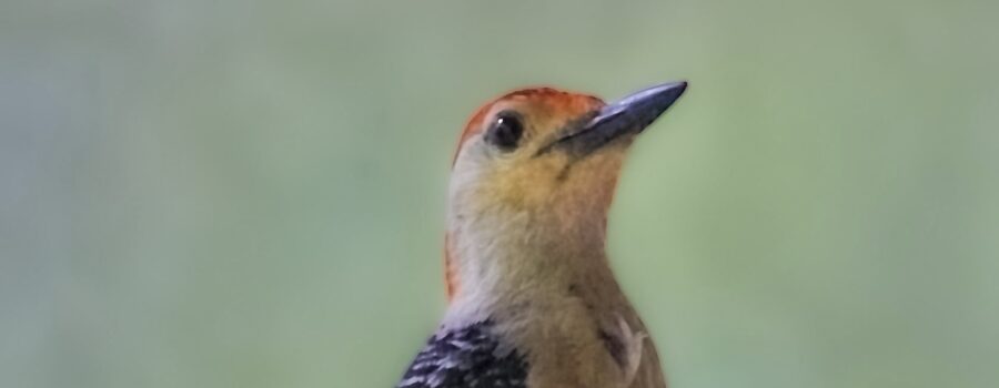 A male red bellied woodpecker poses regally to have his photo taken.