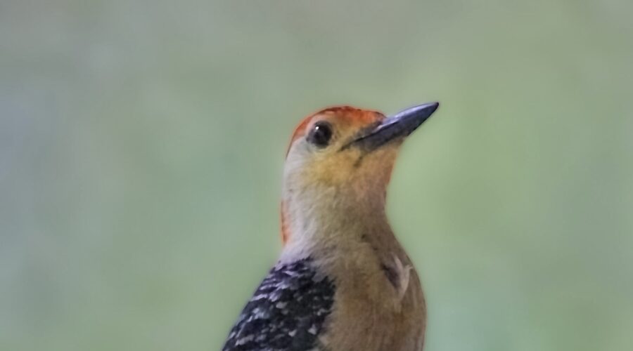 A male red bellied woodpecker poses regally to have his photo taken.