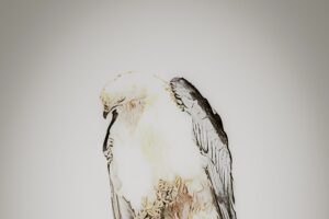 A swallowtailed kite looks down momentarily to watch every aspect of the world around him.