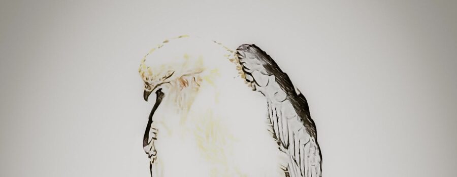 A swallowtailed kite looks down momentarily to watch every aspect of the world around him.