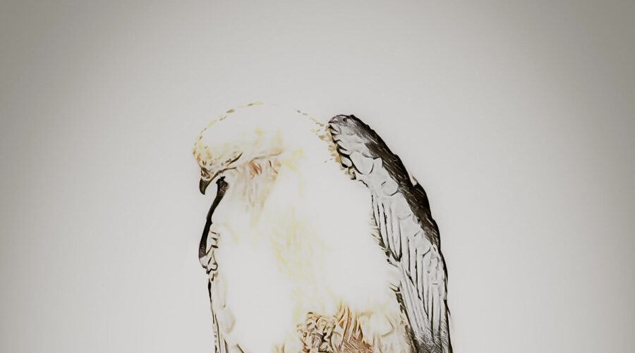 A swallowtailed kite looks down momentarily to watch every aspect of the world around him.