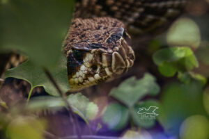 An Eastern diamondback rattlesnake peers out of the underbrush as it cautiously watches for danger.