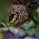 Eastern Diamondback Rattlesnakes are Scary, but Beautiful