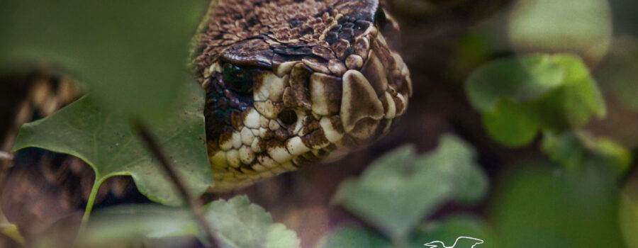 An Eastern diamondback rattlesnake peers out of the underbrush as it cautiously watches for danger.