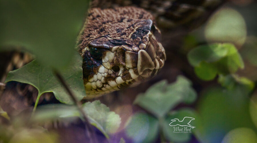 An Eastern diamondback rattlesnake peers out of the underbrush as it cautiously watches for danger.
