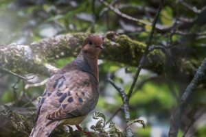 A mourning dove starts her day roosting in an oak tree and warming herself in the sun.