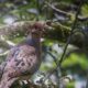 Mourning Doves are Beautiful in the Early Morning Sun