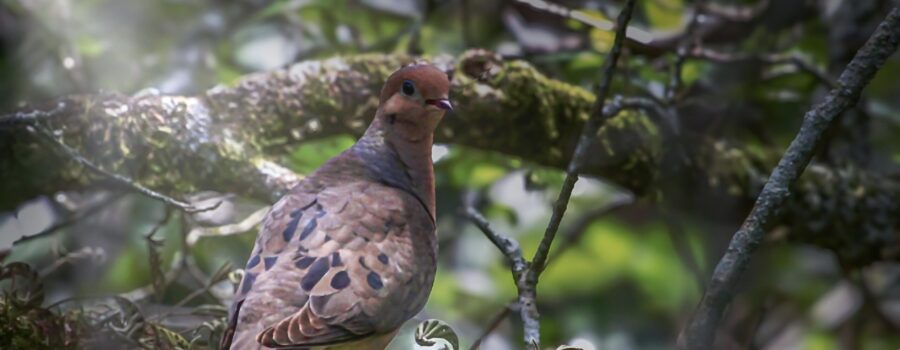 A mourning dove starts her day roosting in an oak tree and warming herself in the sun.