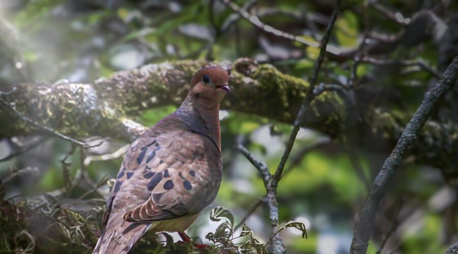 A mourning dove starts her day roosting in an oak tree and warming herself in the sun.