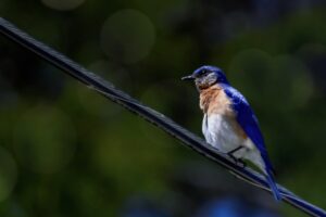 Eastern bluebirds are beautiful little songbirds with lively colors.