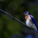 Eastern Bluebirds are Some of Floridas Most Beautiful Birds