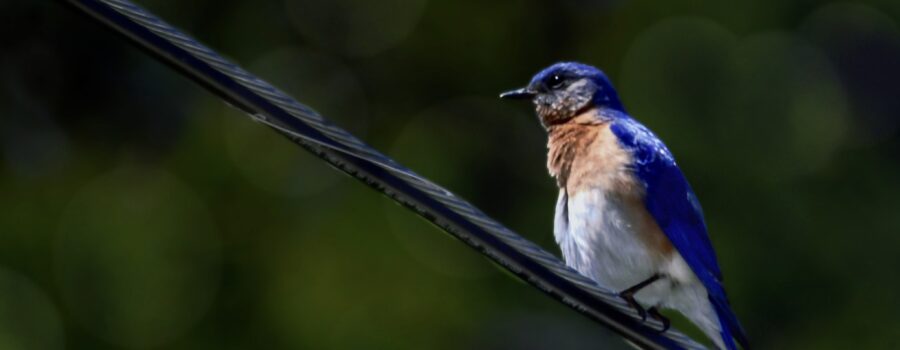 Eastern bluebirds are beautiful little songbirds with lively colors.