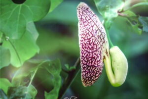 The first pipevine flower of 2025 blooms very early at the beginning of June.