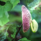 The First Pipevine Flower of the Year was a Big Surprise