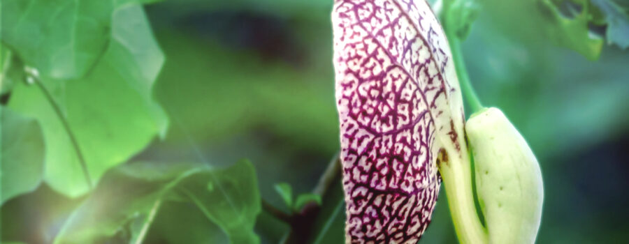 The first pipevine flower of 2025 blooms very early at the beginning of June.