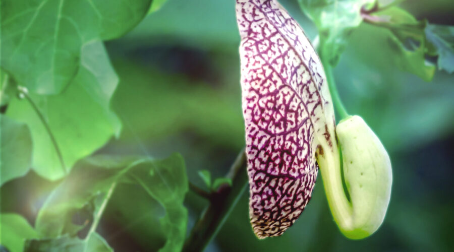 The first pipevine flower of 2025 blooms very early at the beginning of June.