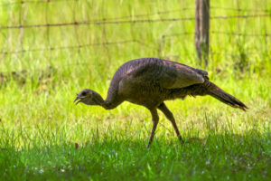 A hen turkey wanders along a rural fence line picking grubs and grasshoppers out of the green, green grass.