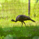 Wild Turkeys are Common but Beautiful Florida Birds